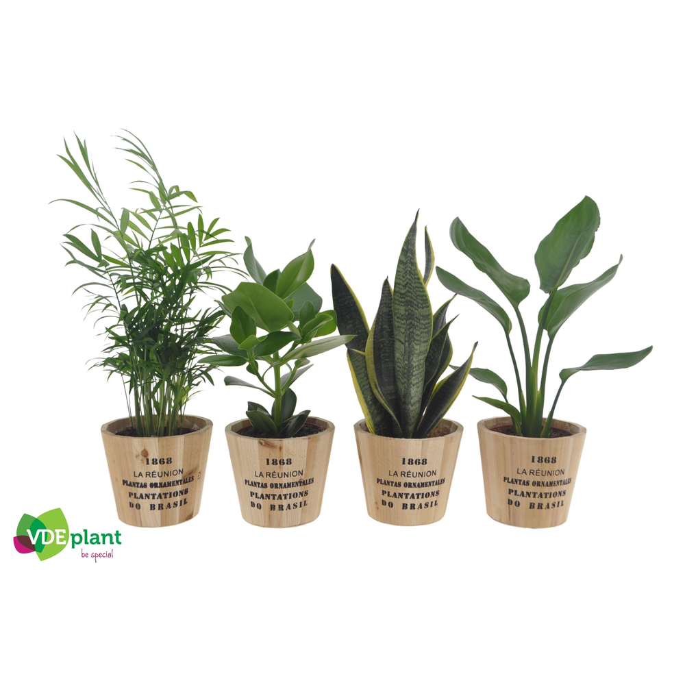 Easy Care mix 12cm in Nairobi pot.