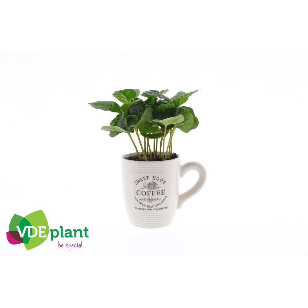 Coffea in Koffiemok wit.