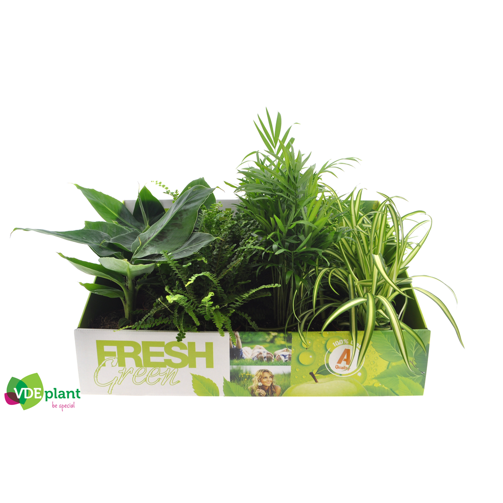 Fresh Green mix 12cm in Showdoos.