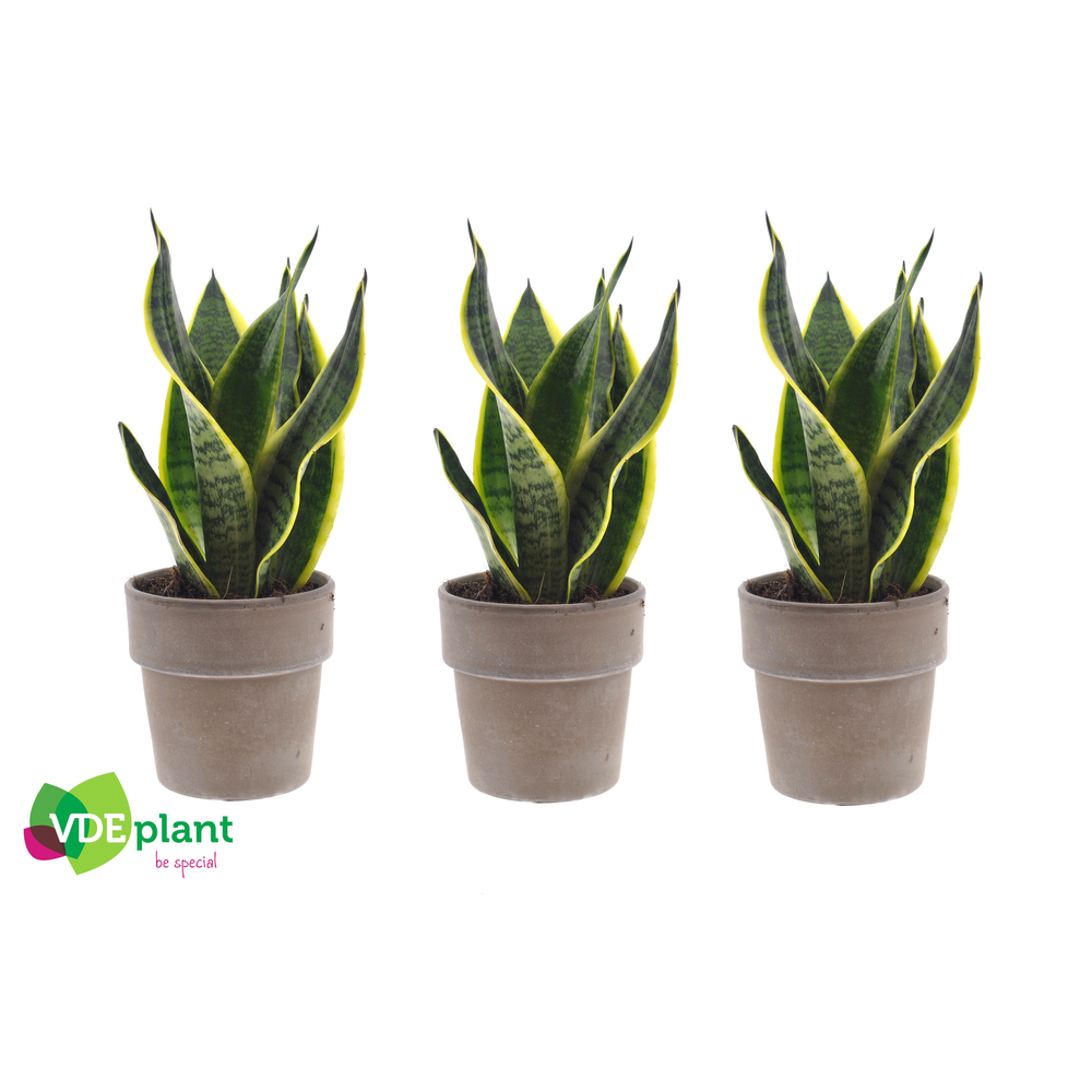 Sansevieria in Terracotta grey.