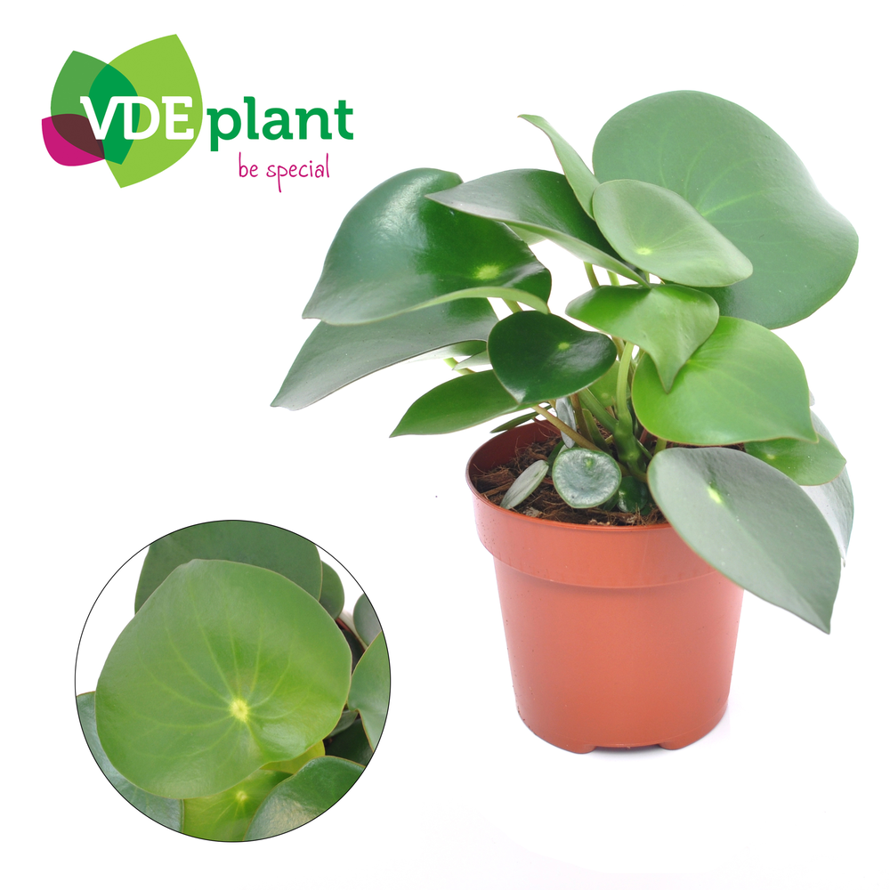 Peperomia Raindrop.