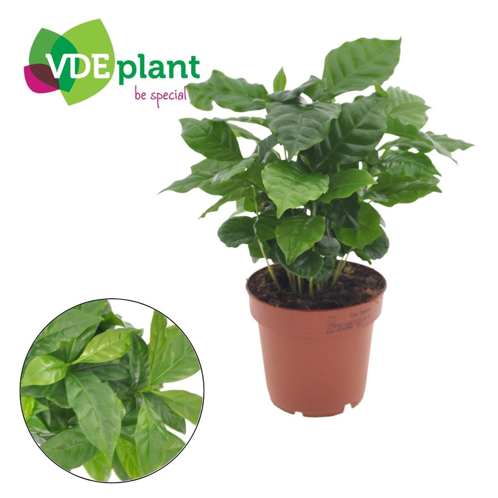 Coffea Arabica.
