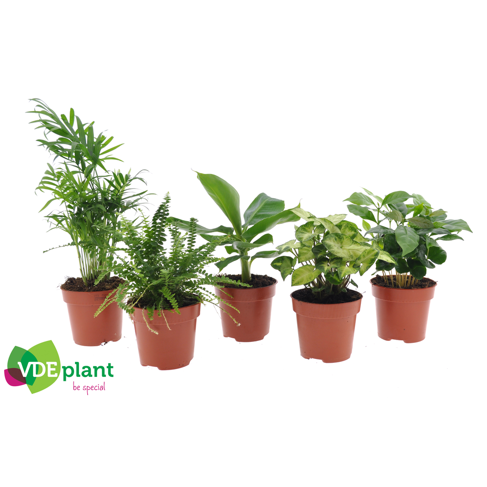 Fresh Green mix 12cm.