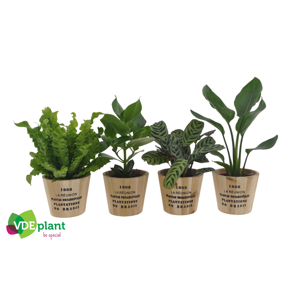 Intenz mix 12cm in Nairobi pot.