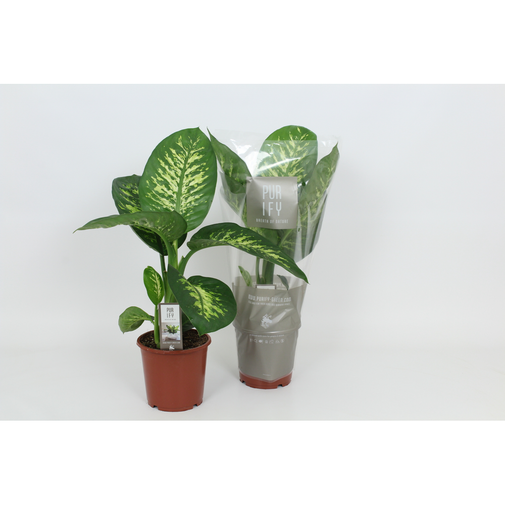 Purify Dieffenbachia Tropic Snow 17 cm.