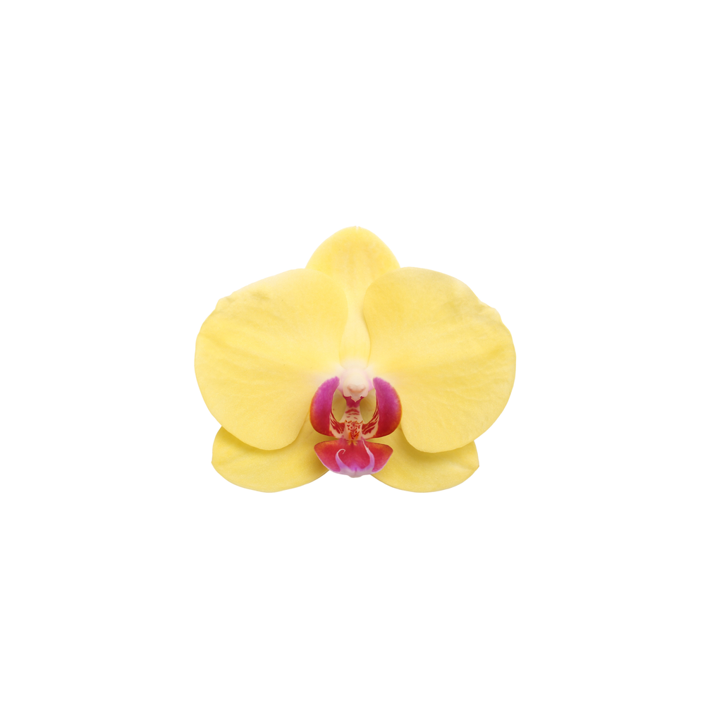 Phalaenopsis Limelight, 3-spike 18+.