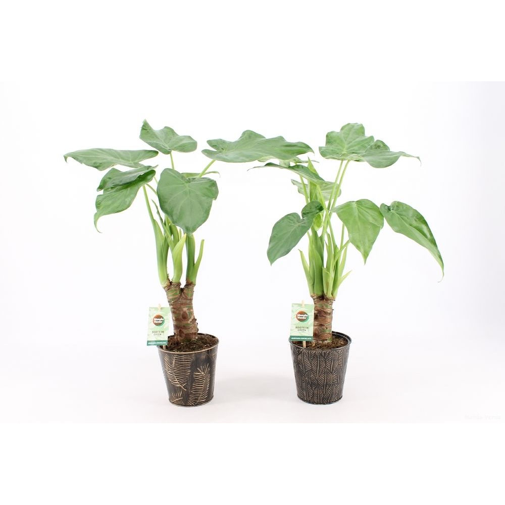 Alocasia Cucullata op stam in Iron-Leaf.