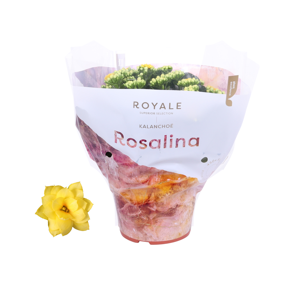 Kalanchoe Rosalina 15cm Royale Amarillo geel.