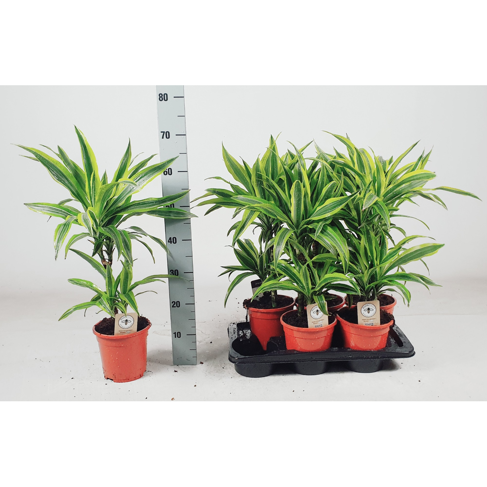 Dracaena Lemon lime 30-10 70cm.