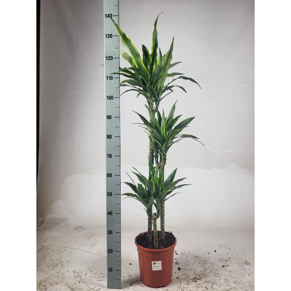 Dracaena Lemon lime 60-30-15 105cm.