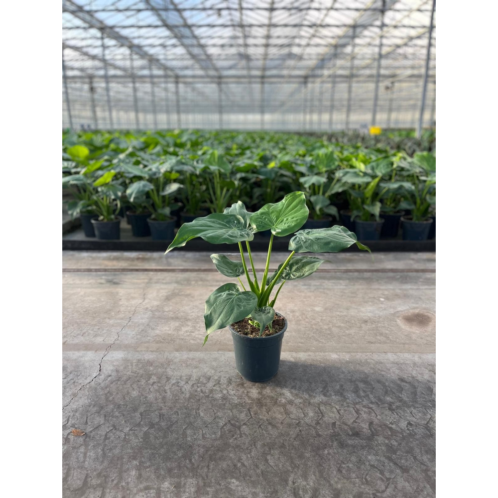 Alocasia Cucullata.