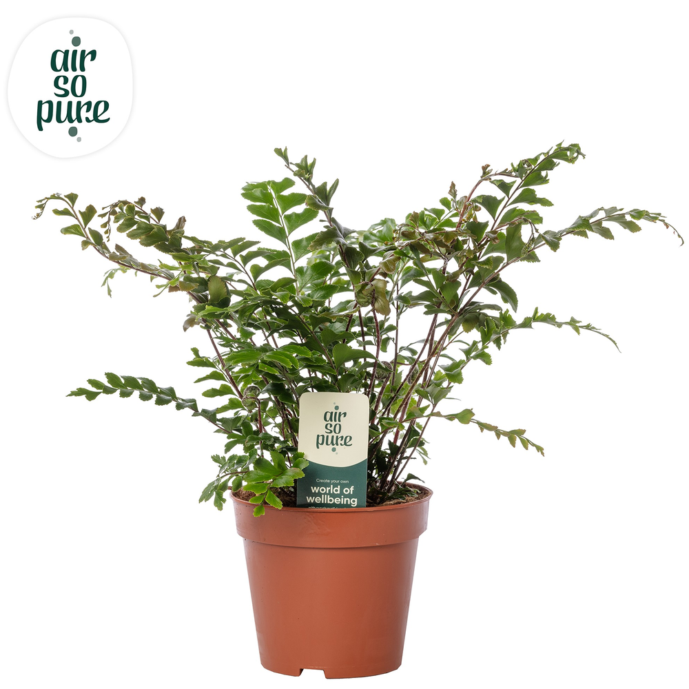 Didymochlaena truncatula - Air So Pure.