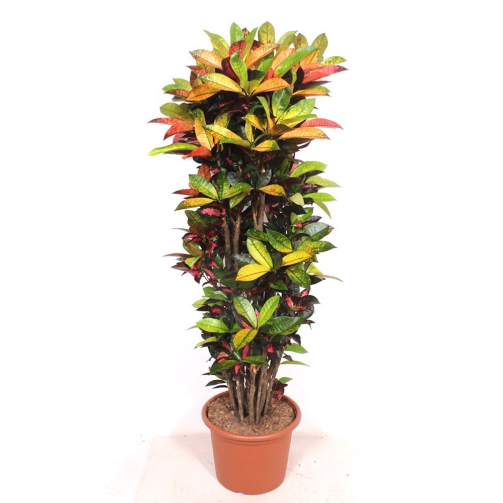 Codiaeum Iceton (Croton Iceton).