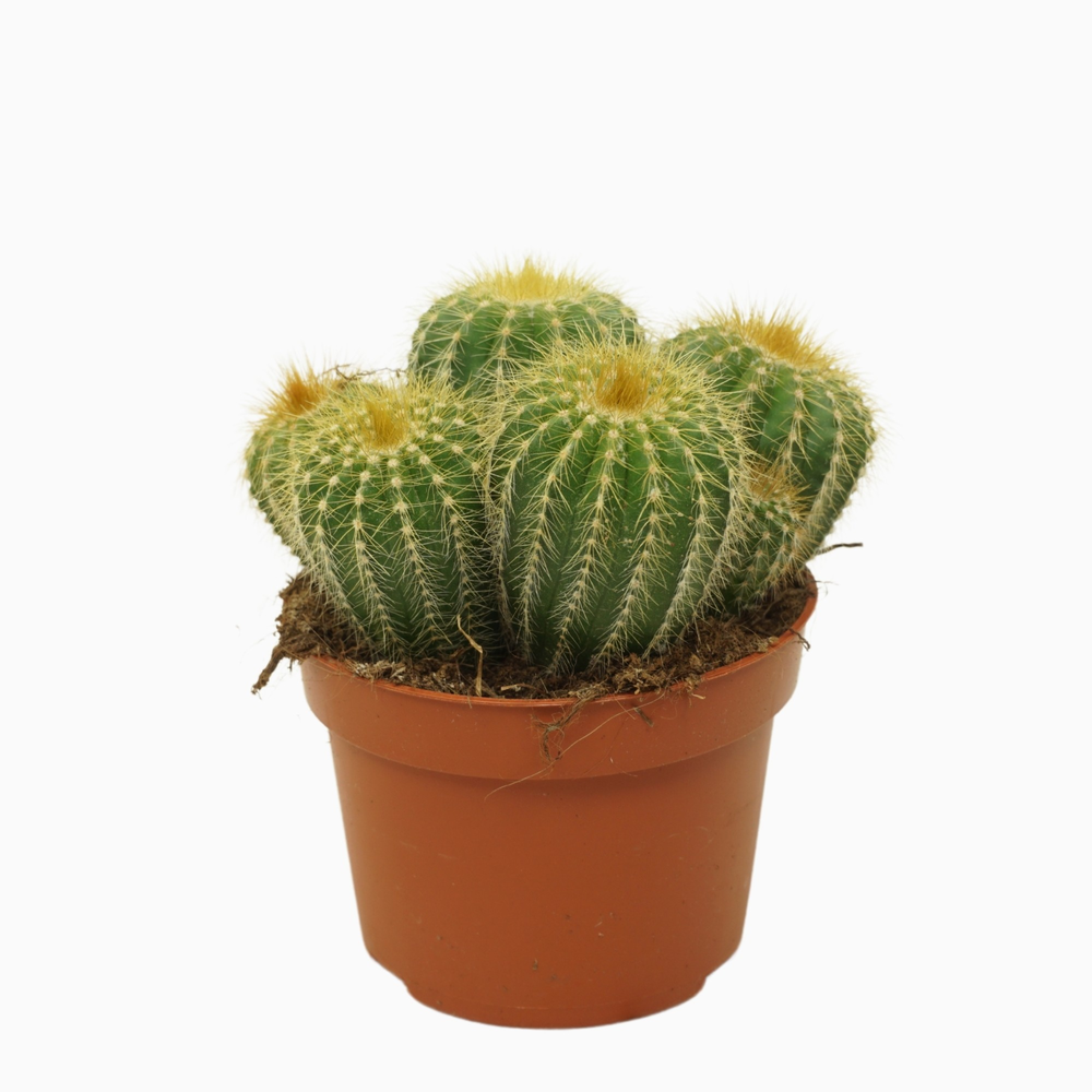 Eriocactus warasii 10,5 cm.