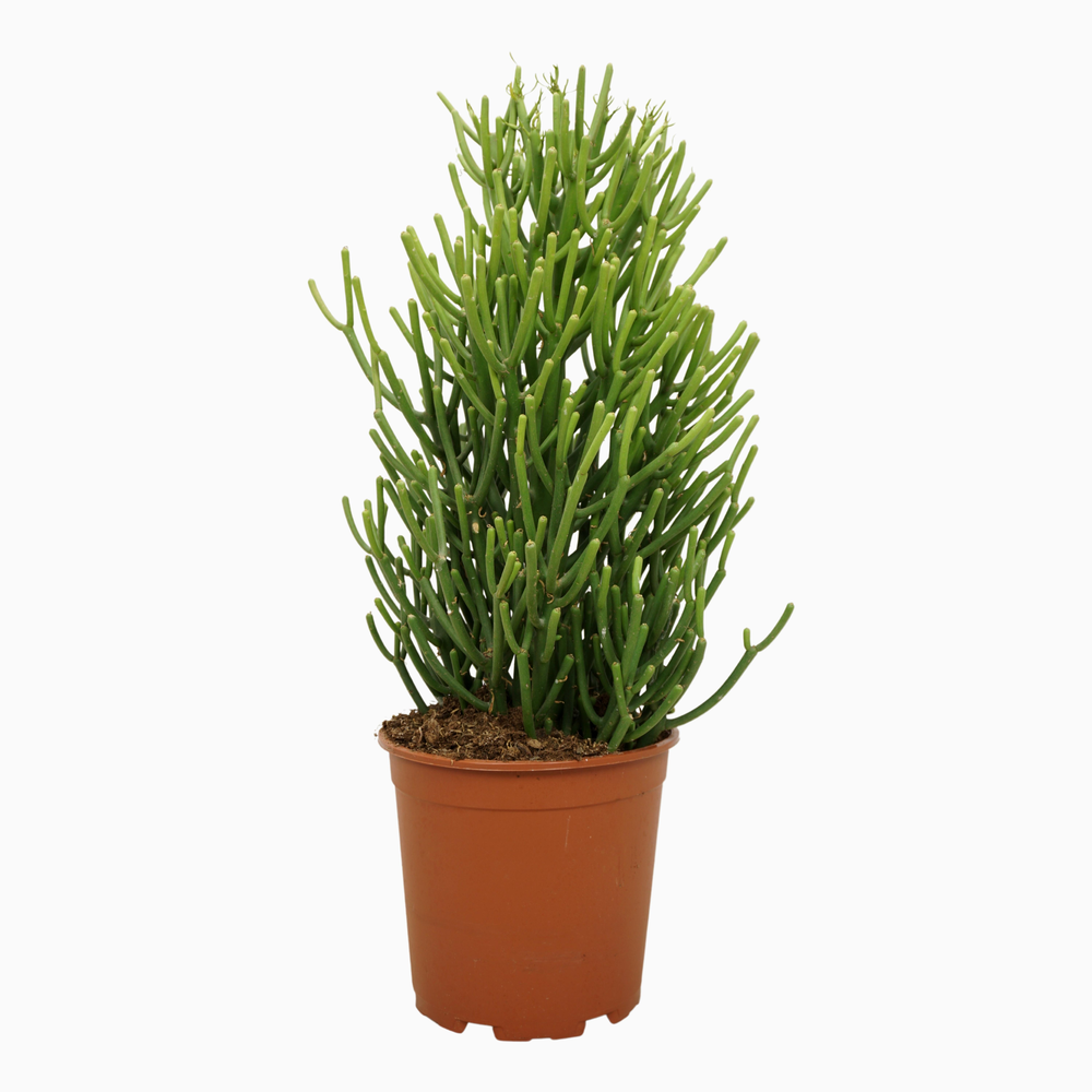 Euphorbia tirucalli 21 cm.