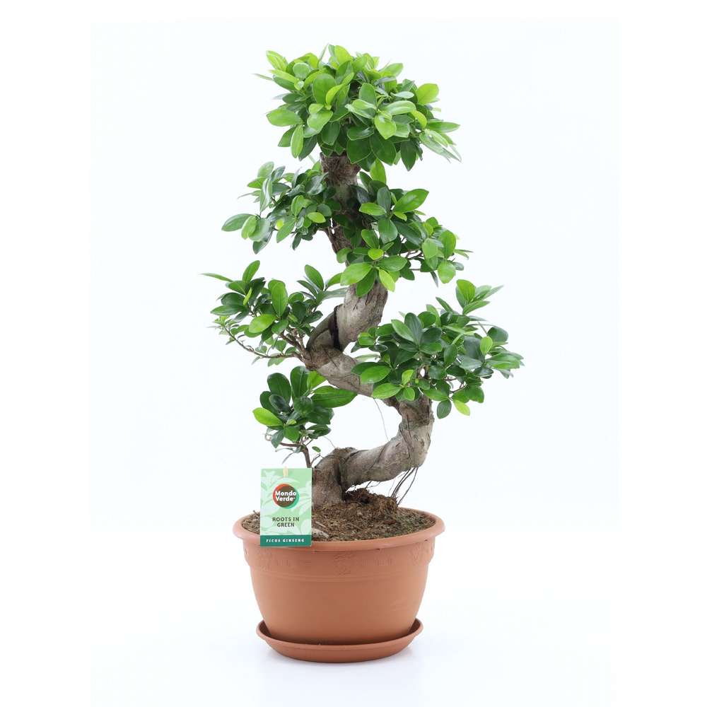 Ficus Ginseng S type.