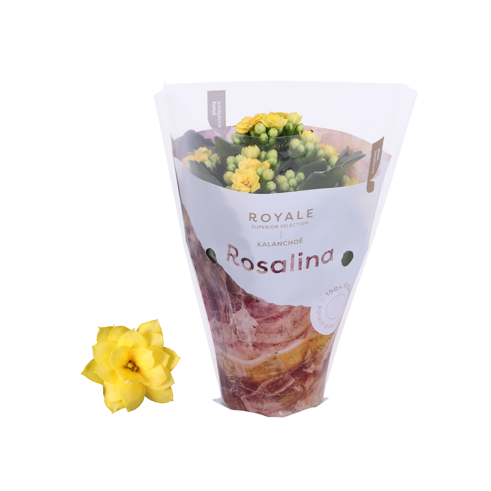 Kalanchoe Rosalina 07cm Royale Amarillo geel.