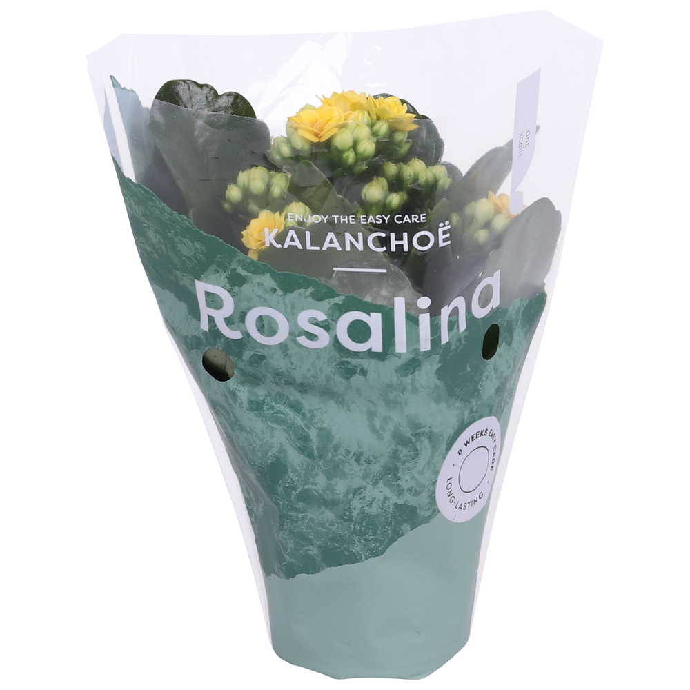 Kalanchoe Rosalina 07cm Don Amarillo geel.