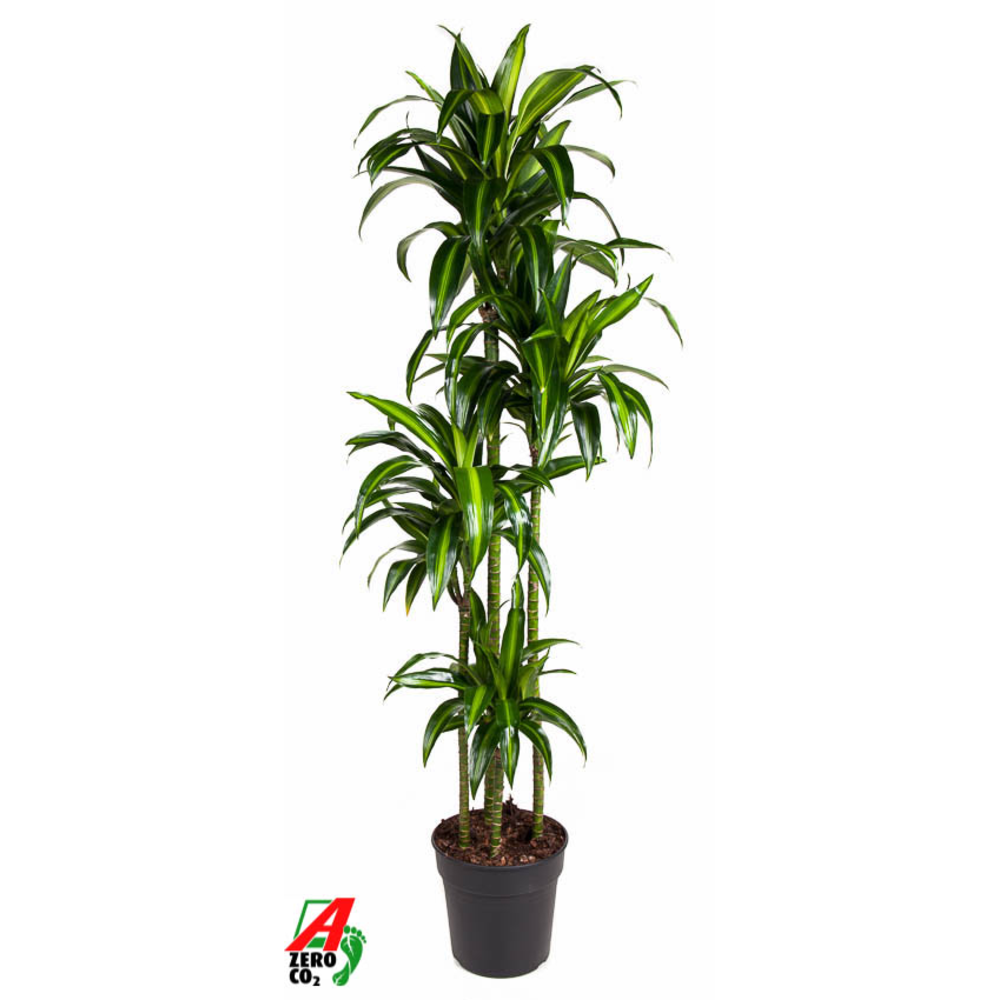 Dracaena Hawaiiana 120-90-60-30.