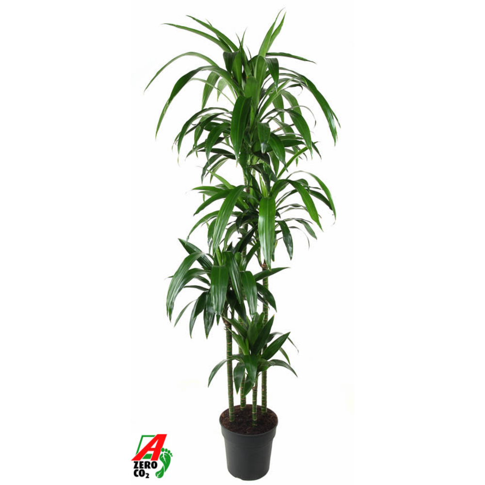 Dracaena Janet Craig 120-90-60-30.