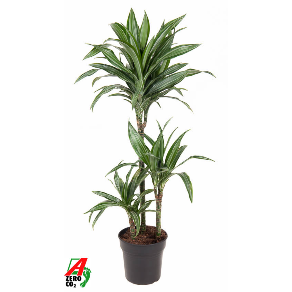 Dracaena Ulises 60-30-15.