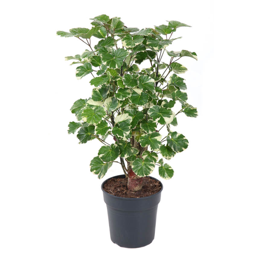 Polyscias Balfouriana vertakt P19.