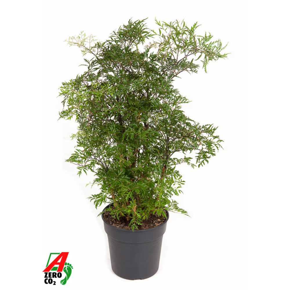 Polyscias Ming vertakt P19.