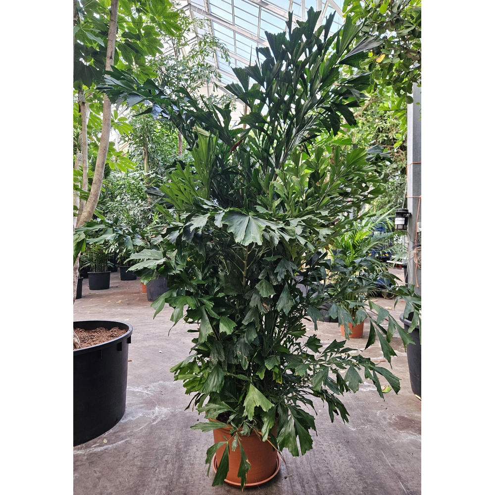 Caryota mitis.