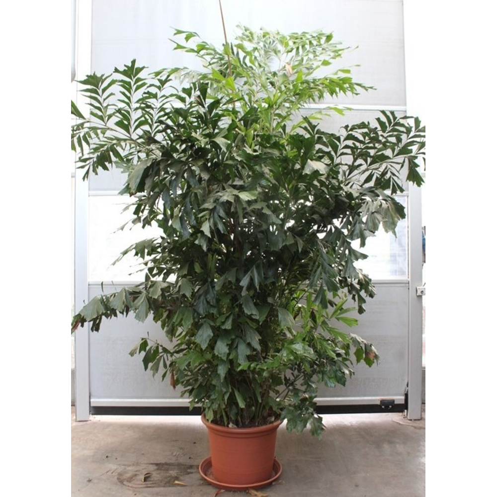 Caryota mitis.