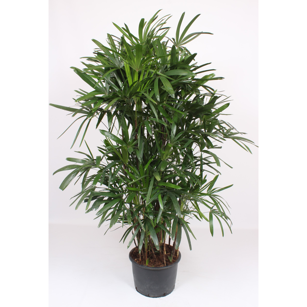 Rhapis excelsa.