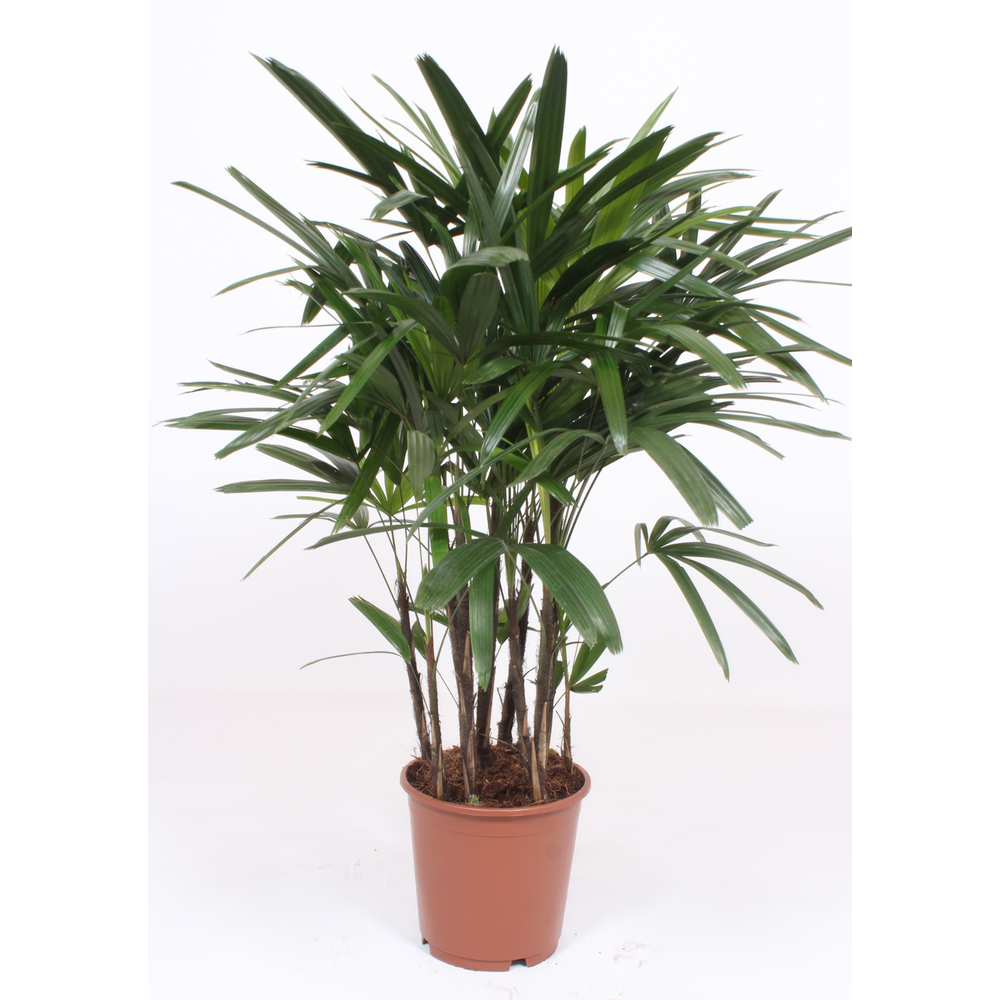 Rhapis excelsa.