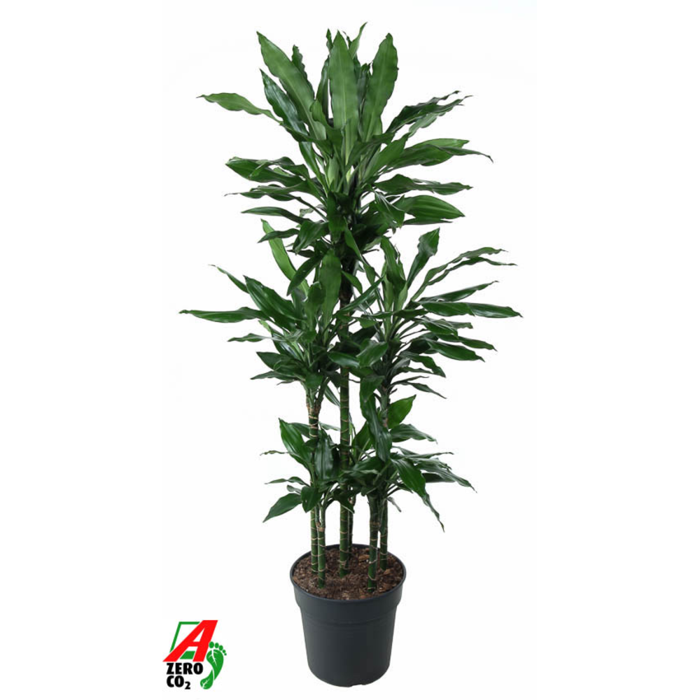 Dracaena Janet Lind 90-carrousel.
