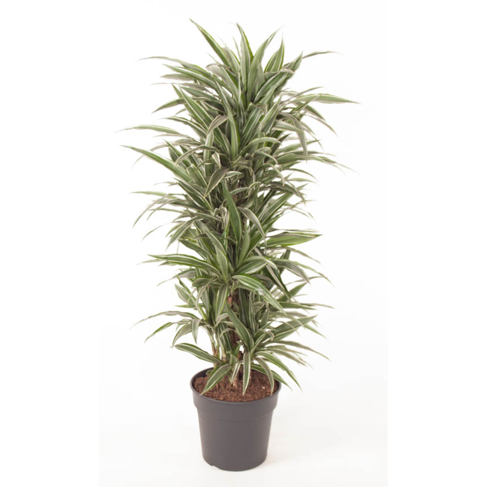 Dracaena Warneckei vertakt P31.