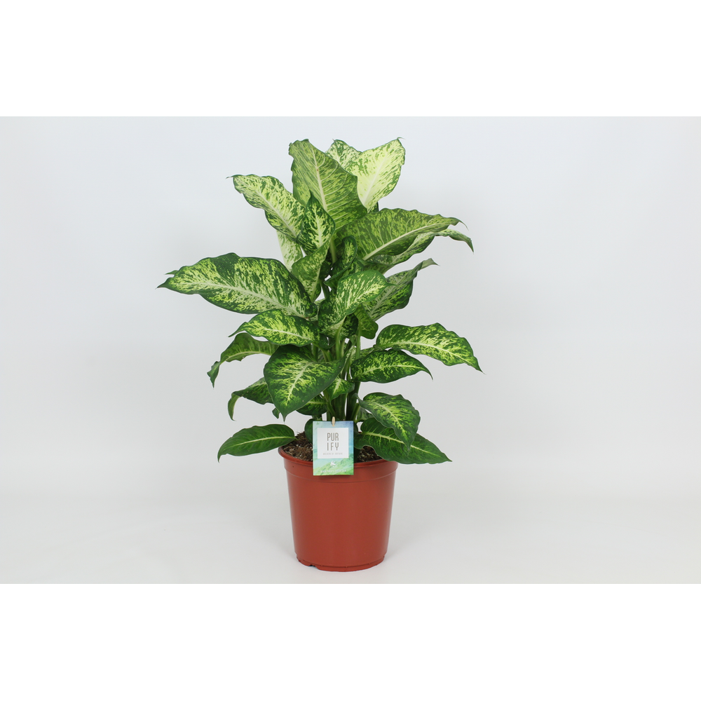 Purify Dieffenbachia Mars 24 cm.