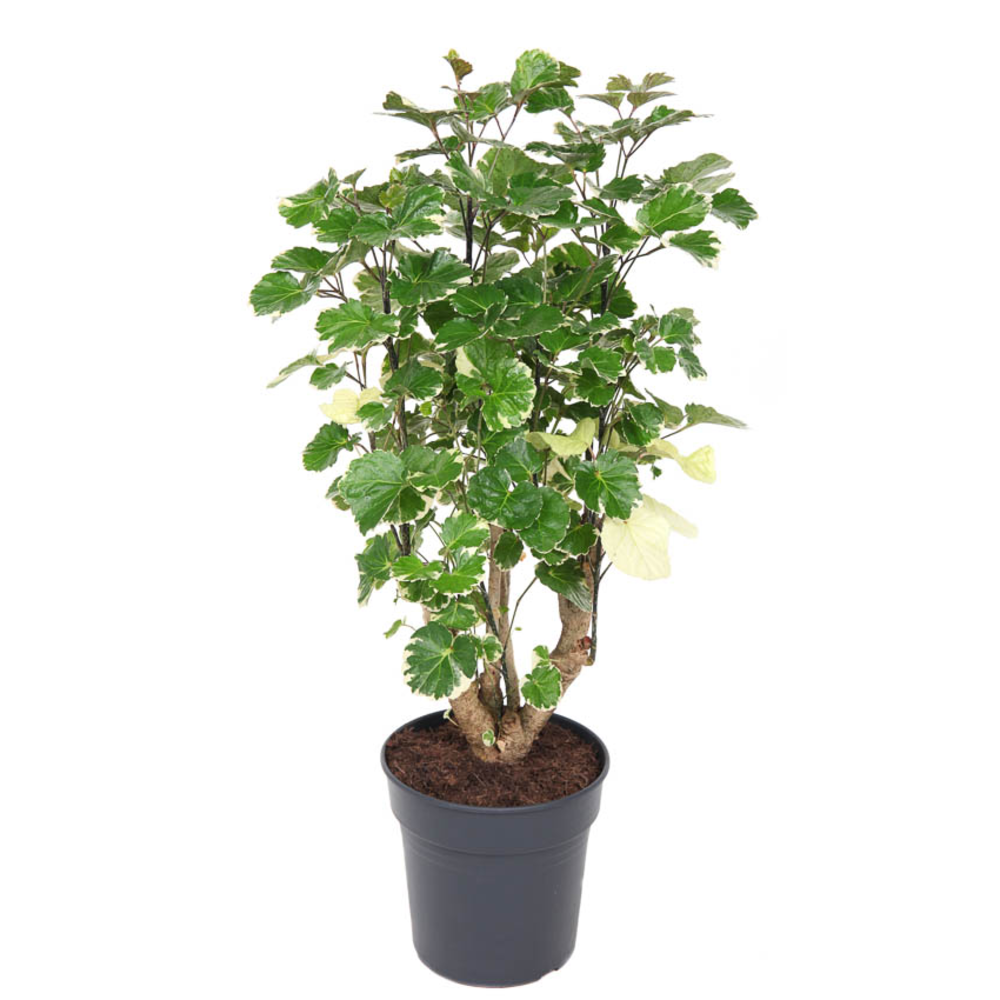 Polyscias Balfouriana vertakt P21.
