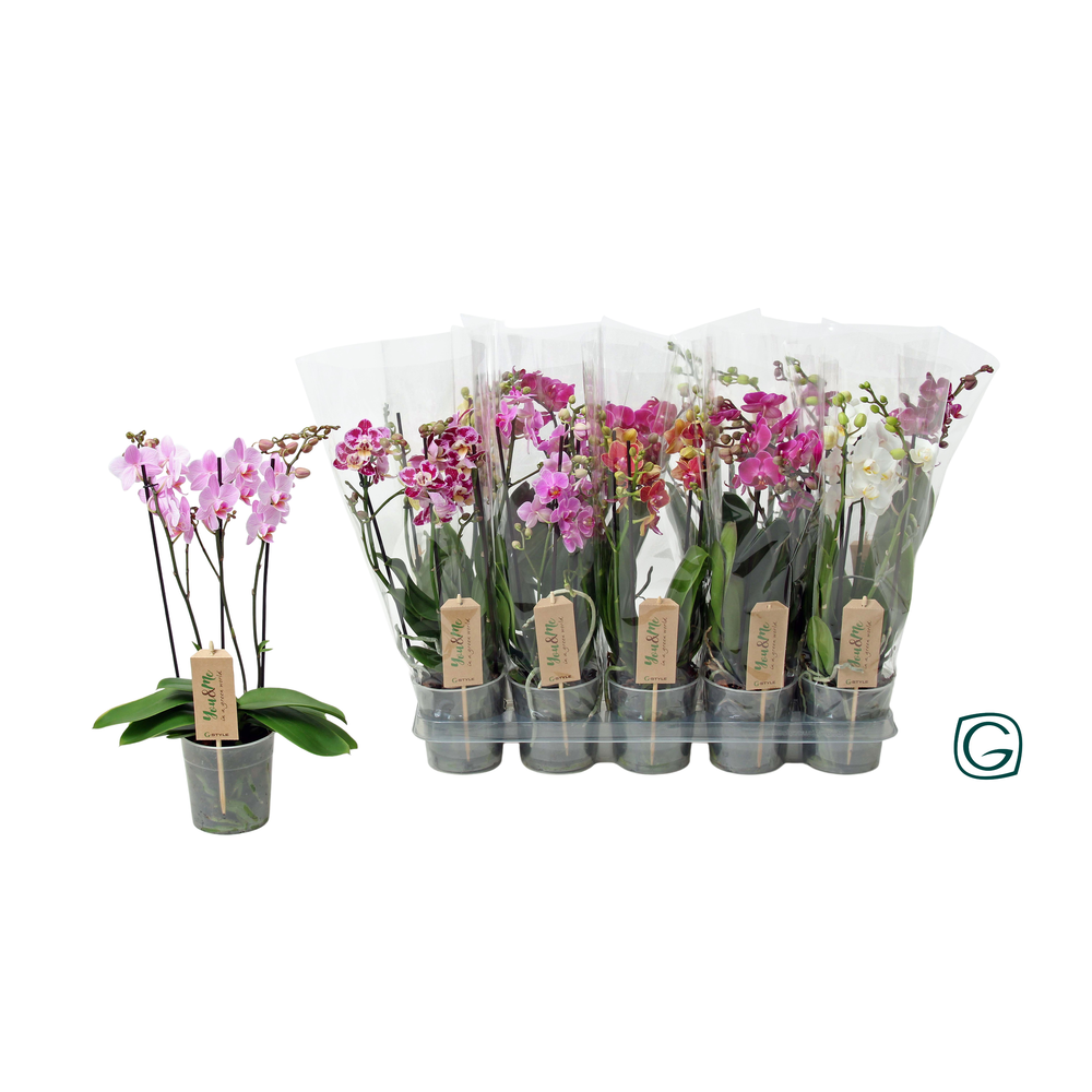 Multiflora 3tk mix 22+.