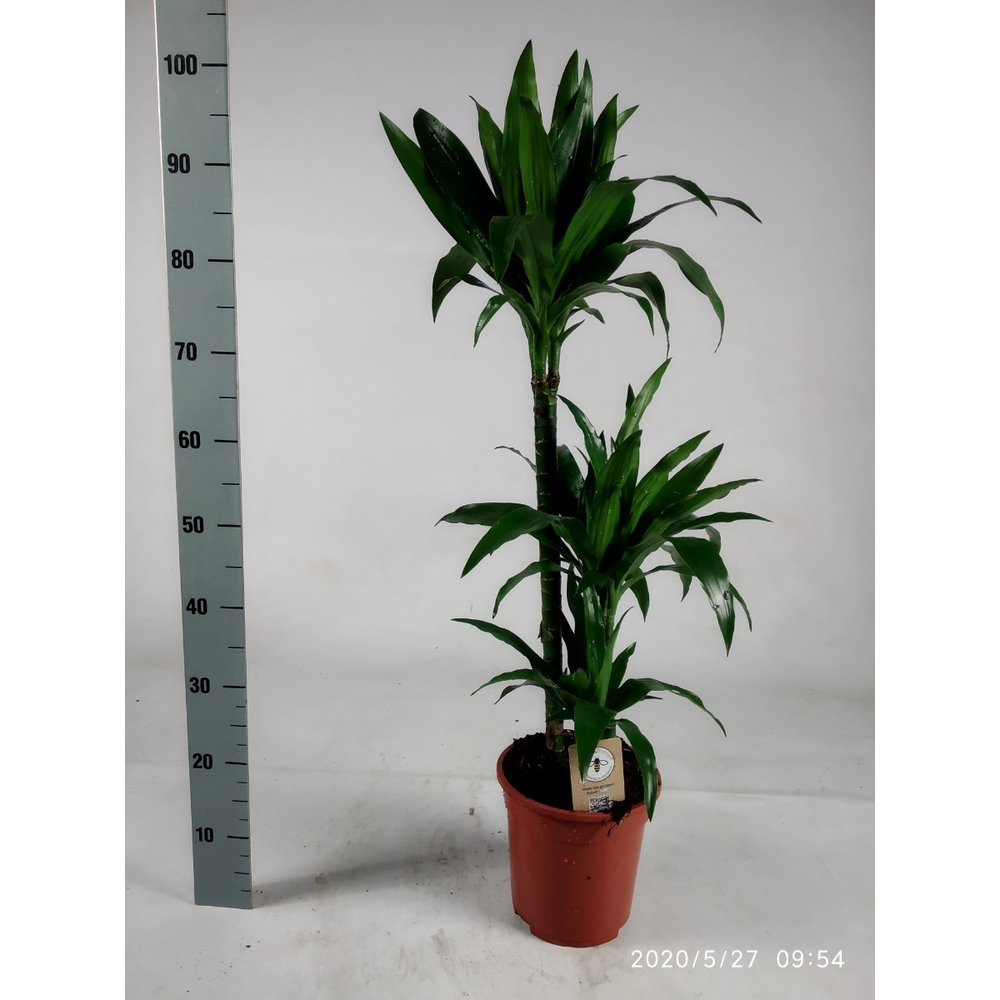 Dracaena Janet Craig 60-30-15 100cm.