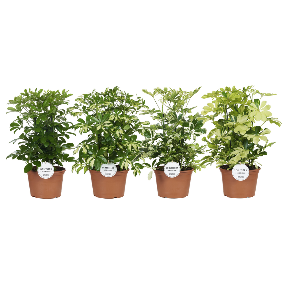 Schefflera Mix Toef.