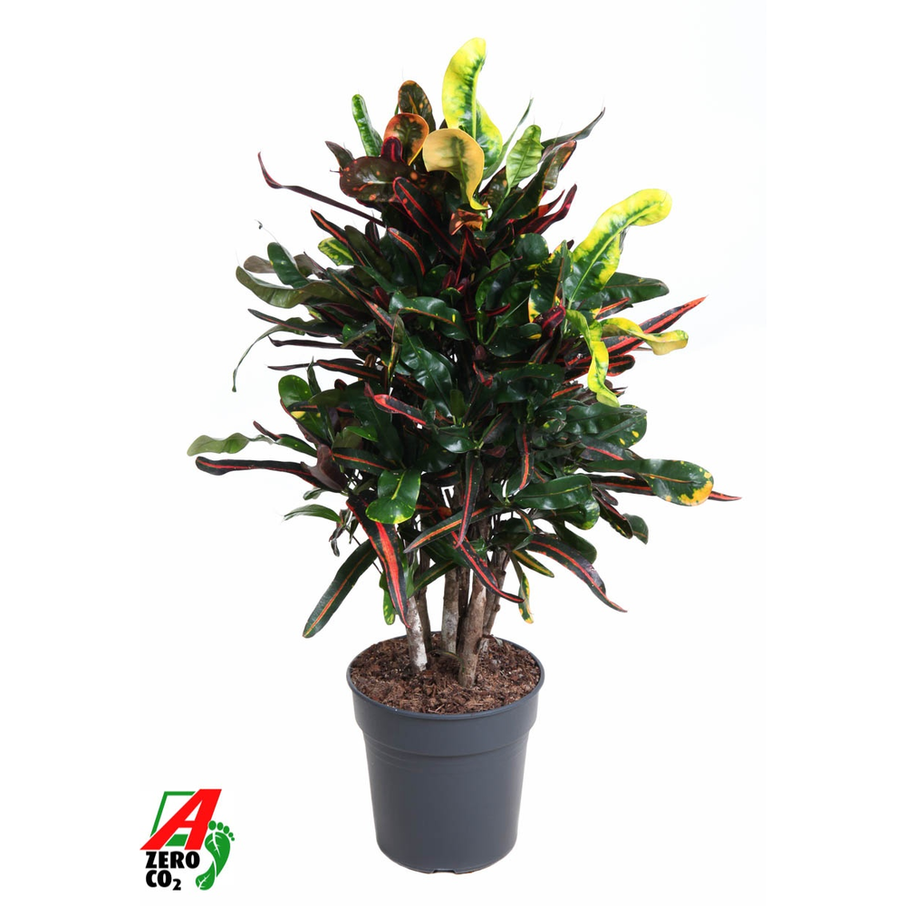 Codiaeum Mammi vertakt P24.