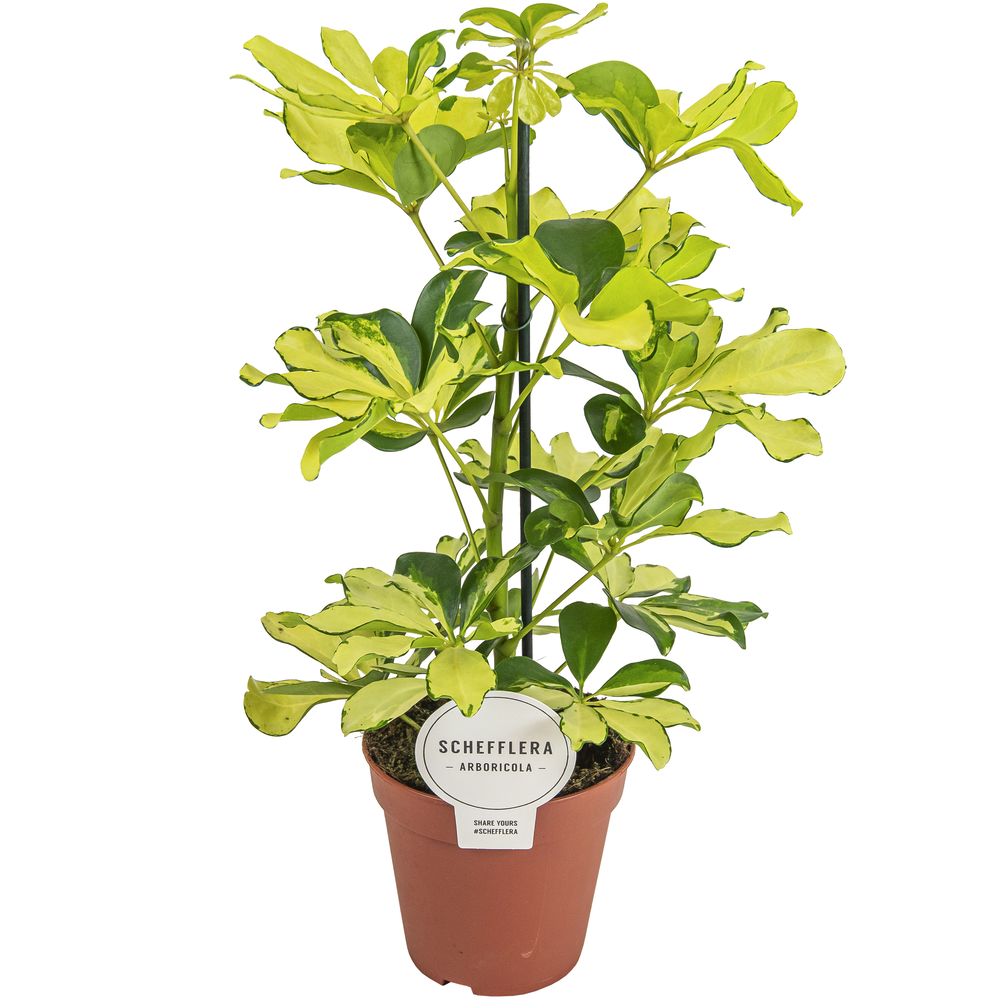 Schefflera Melanie.