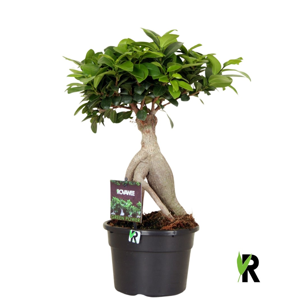 Ficus micr. Ginseng in kunststof pot.