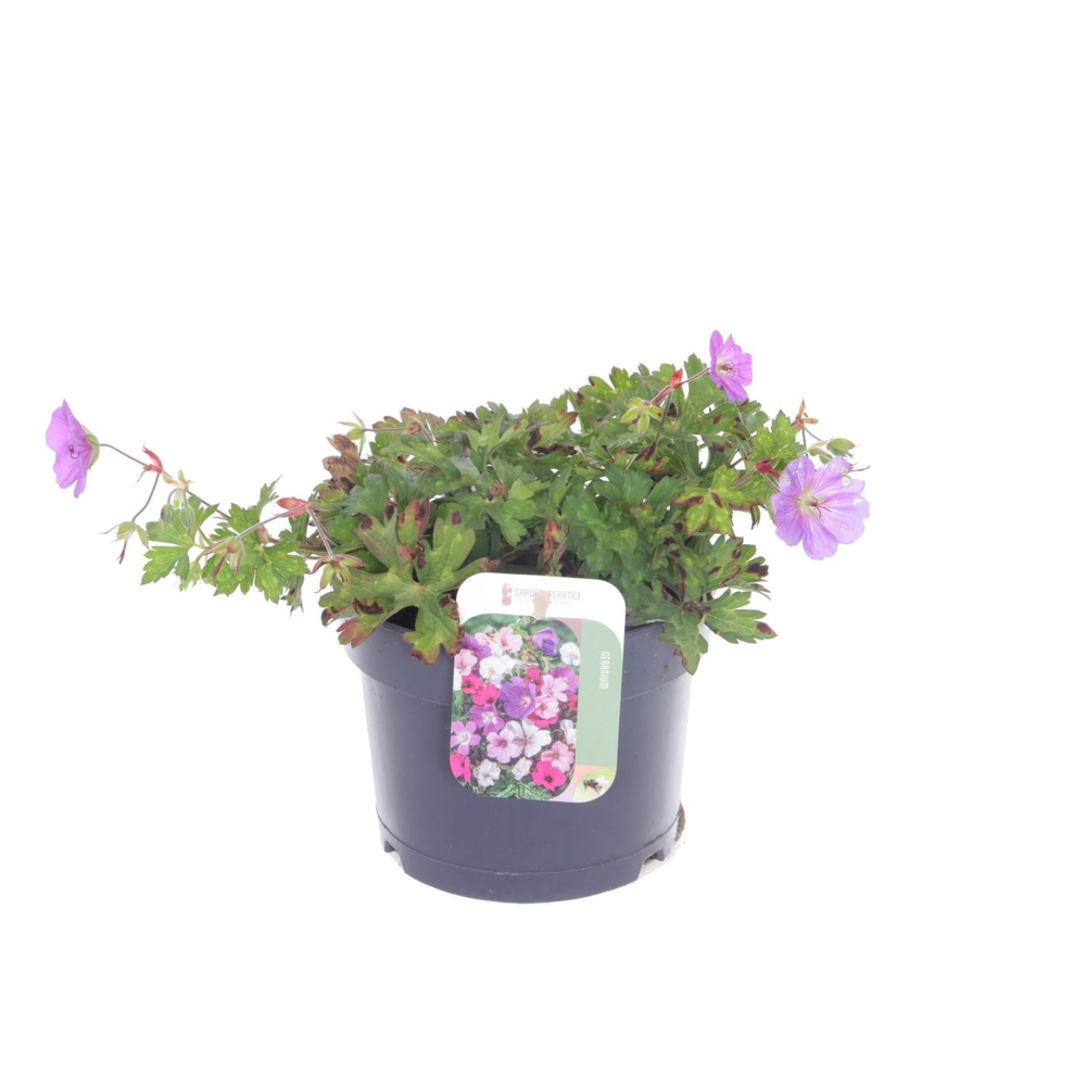 Geranium Rozanne.