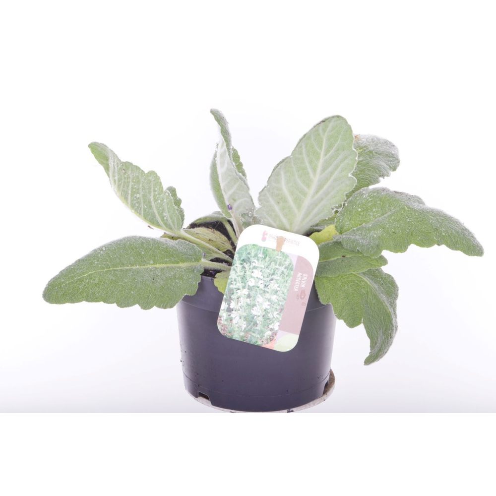 Salvia argentea.