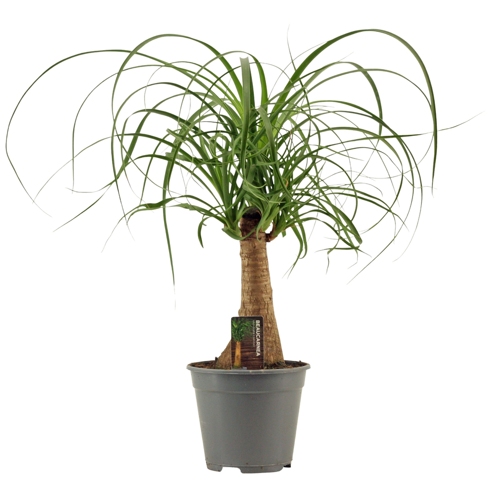 Beaucarnea recht 14 cm.