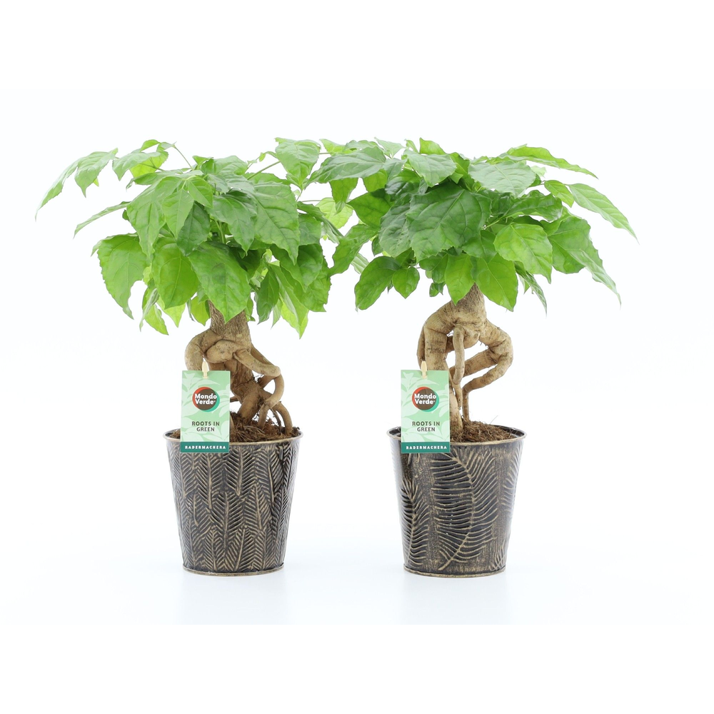 Radermachera Bonsai in Iron-Leaf.