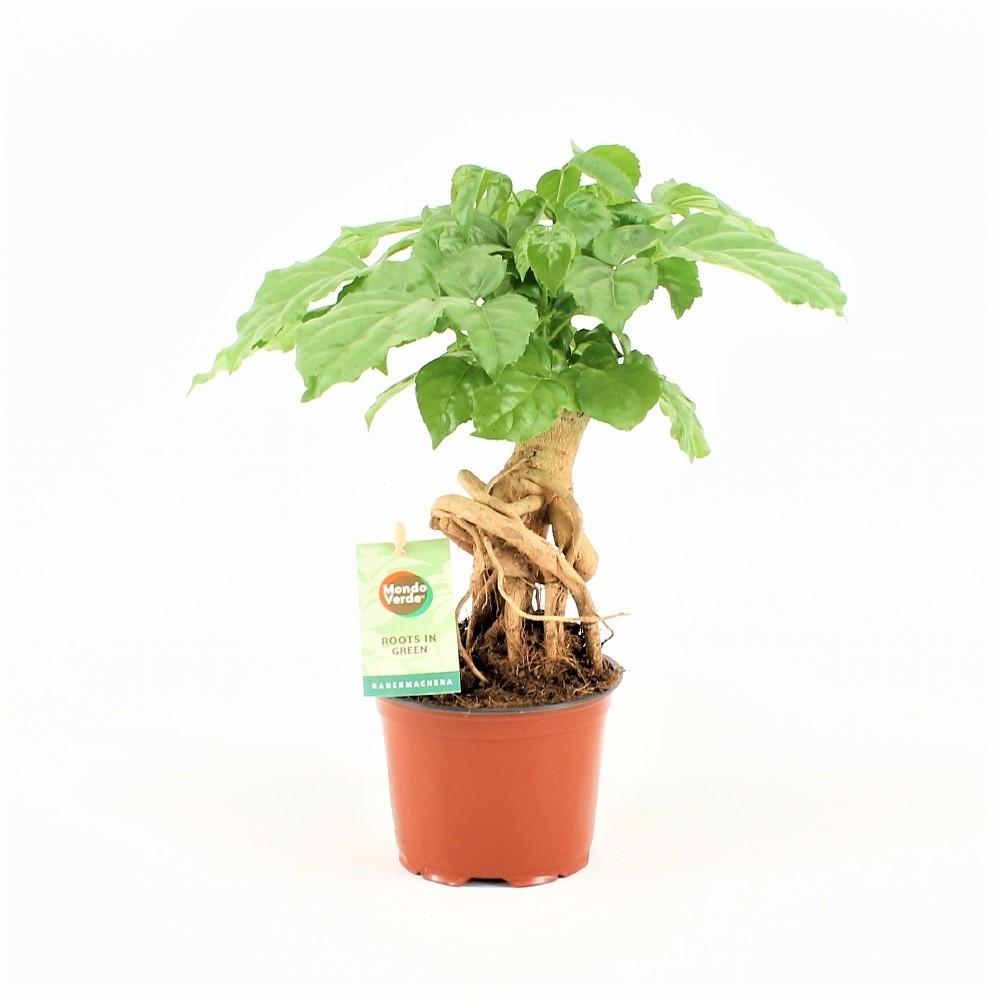 Radermachera Bonsai.