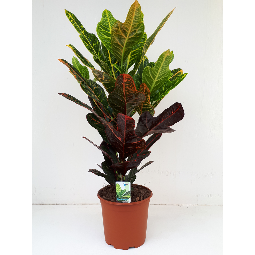 Codiaeum Excellent.