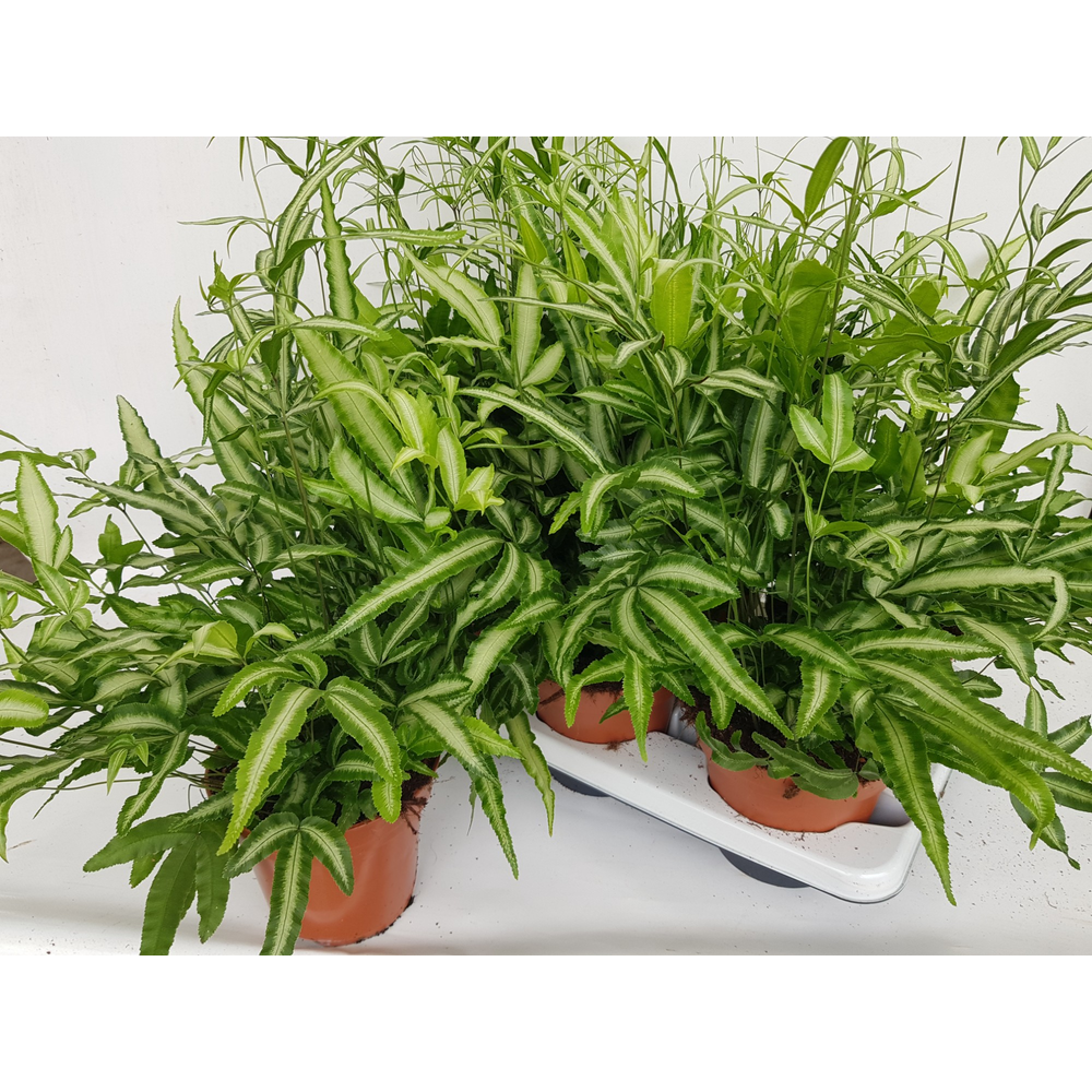 Pteris Cretica 'Albolineata' (Vleugelvaren).