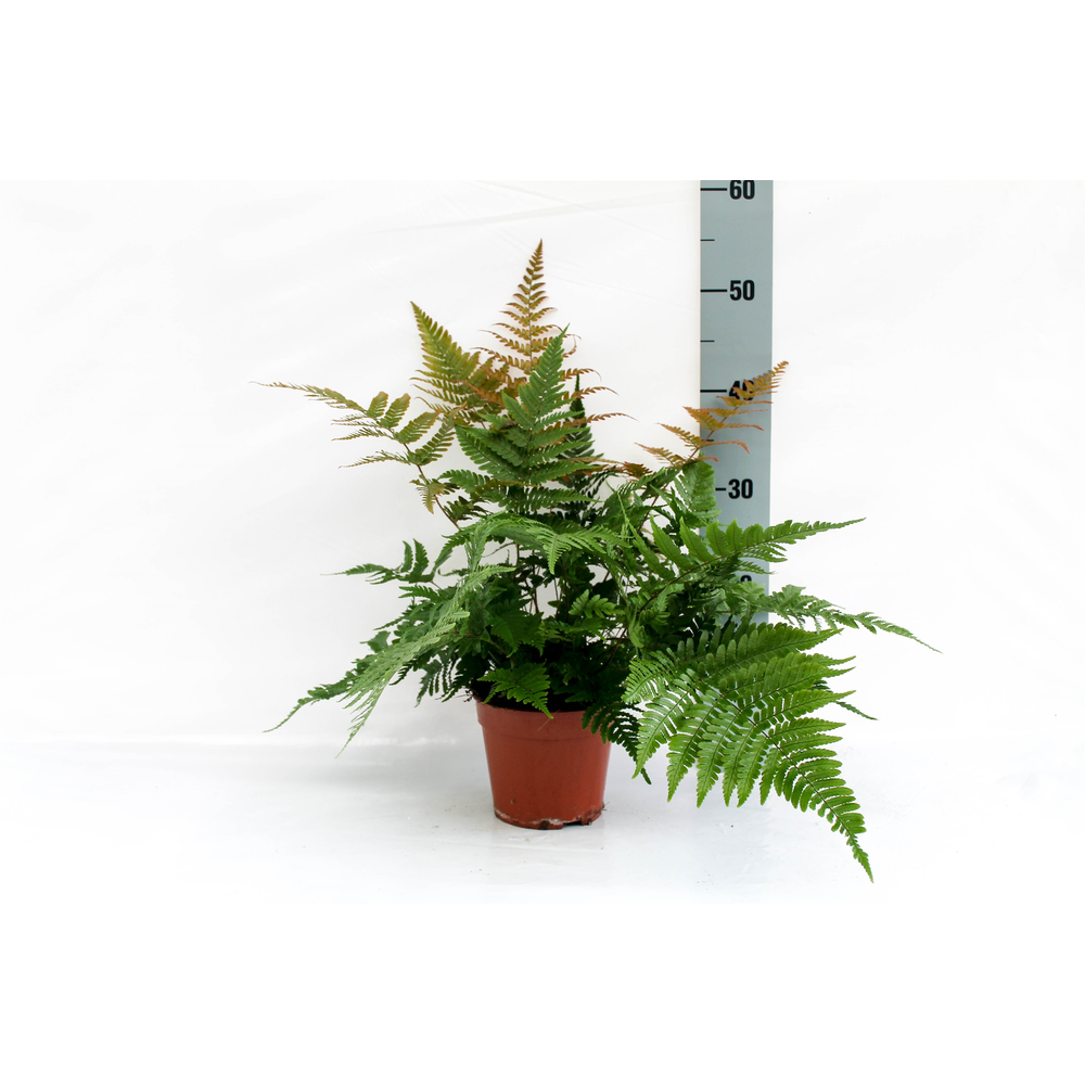 Dryopteris Erythrosora (Winterhard).
