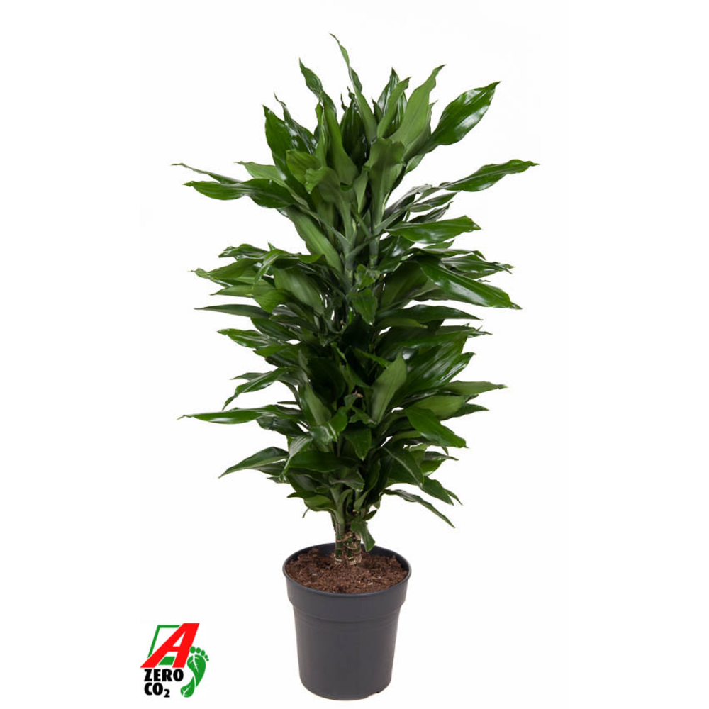 Dracaena Janet Lind vertakt P24.